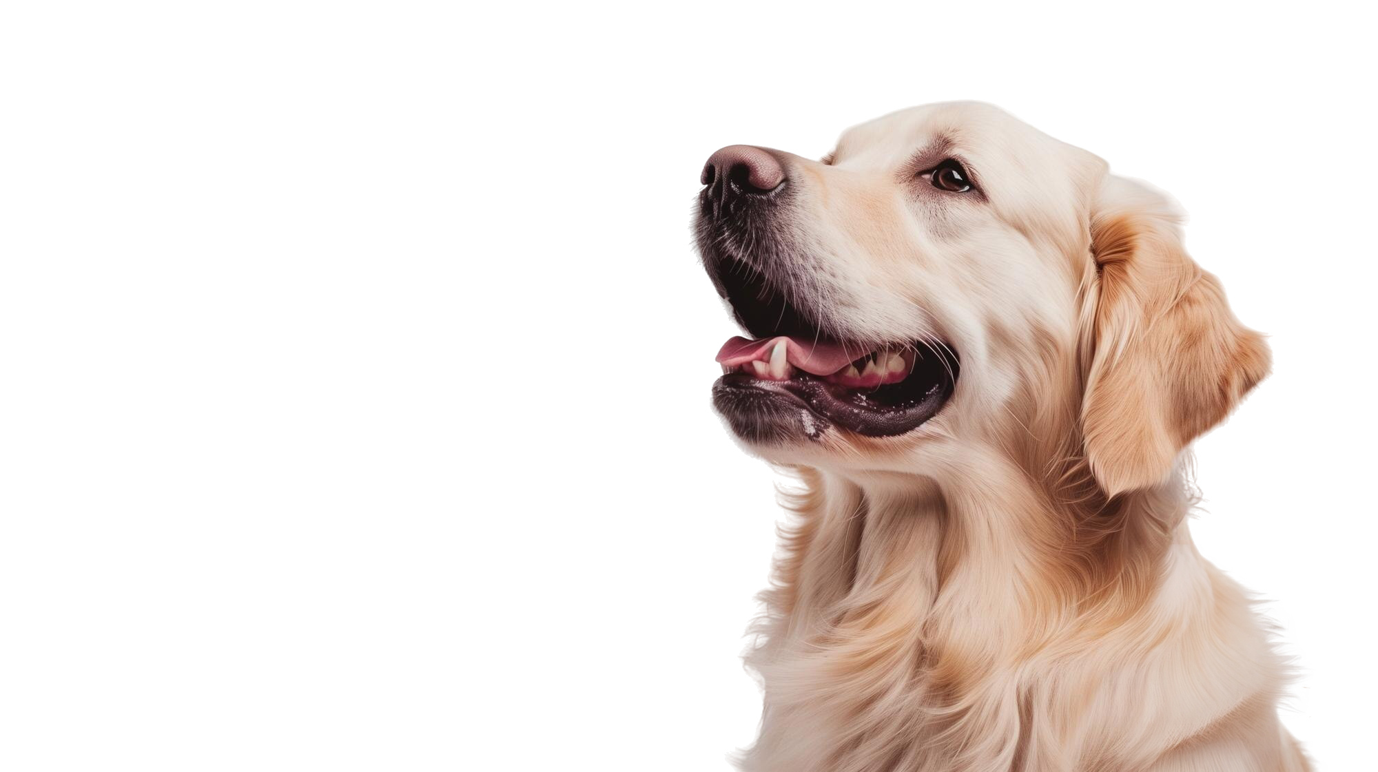 Golden Retriever looking up warmly